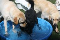 daycare pic 83 - pool time
